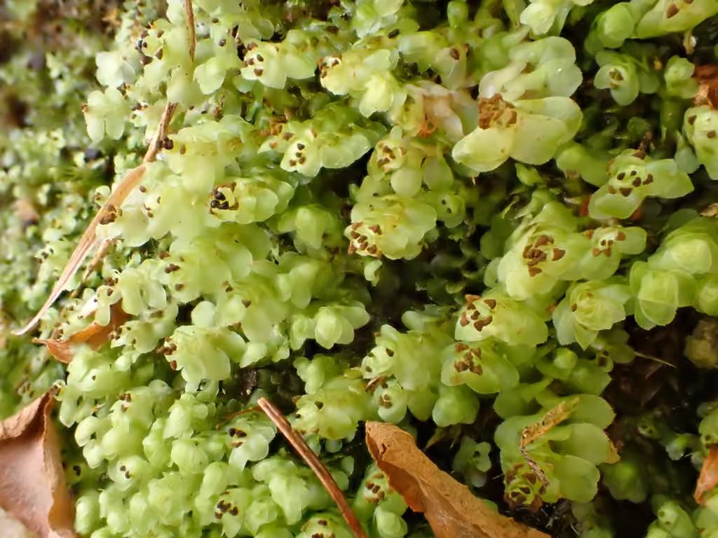 Grove Earwort, photo 2 of 5