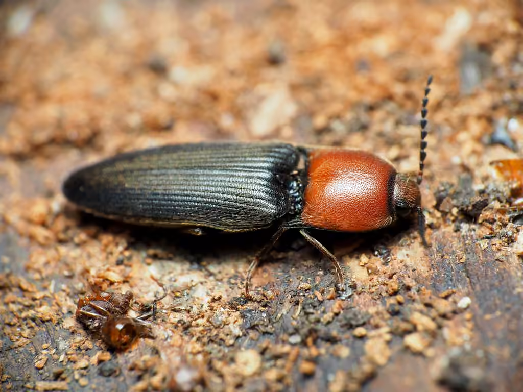 Red-necked click beetle, photo 1 of 5