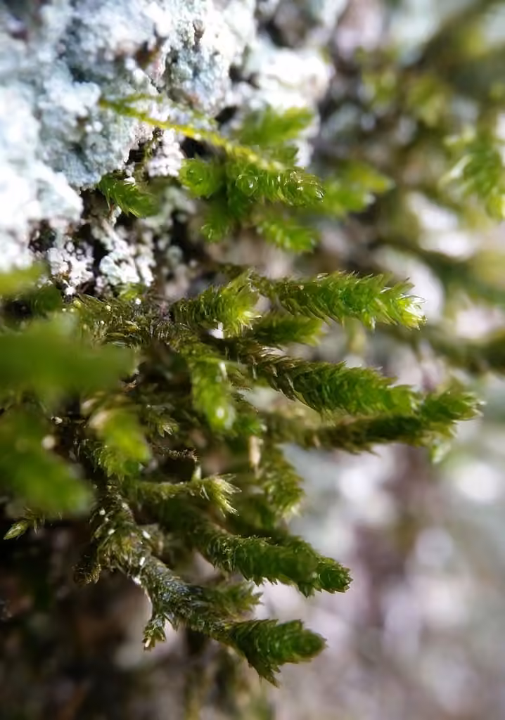 Fan moss, photo 3 of 5