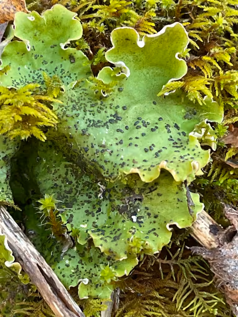 British felt lichen, photo 3 of 5