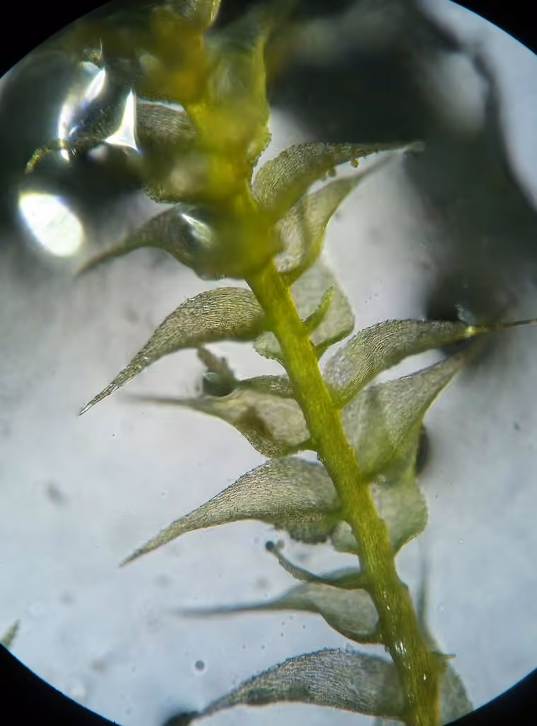 Campylie hispide, photo 2 of 5