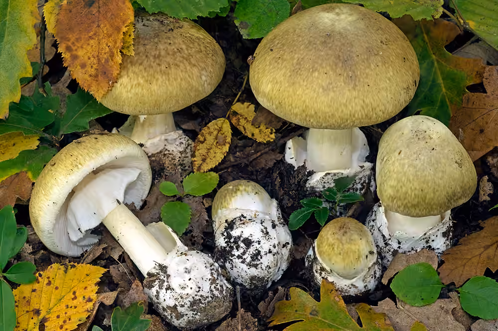 Deathcap, photo 1 of 5
