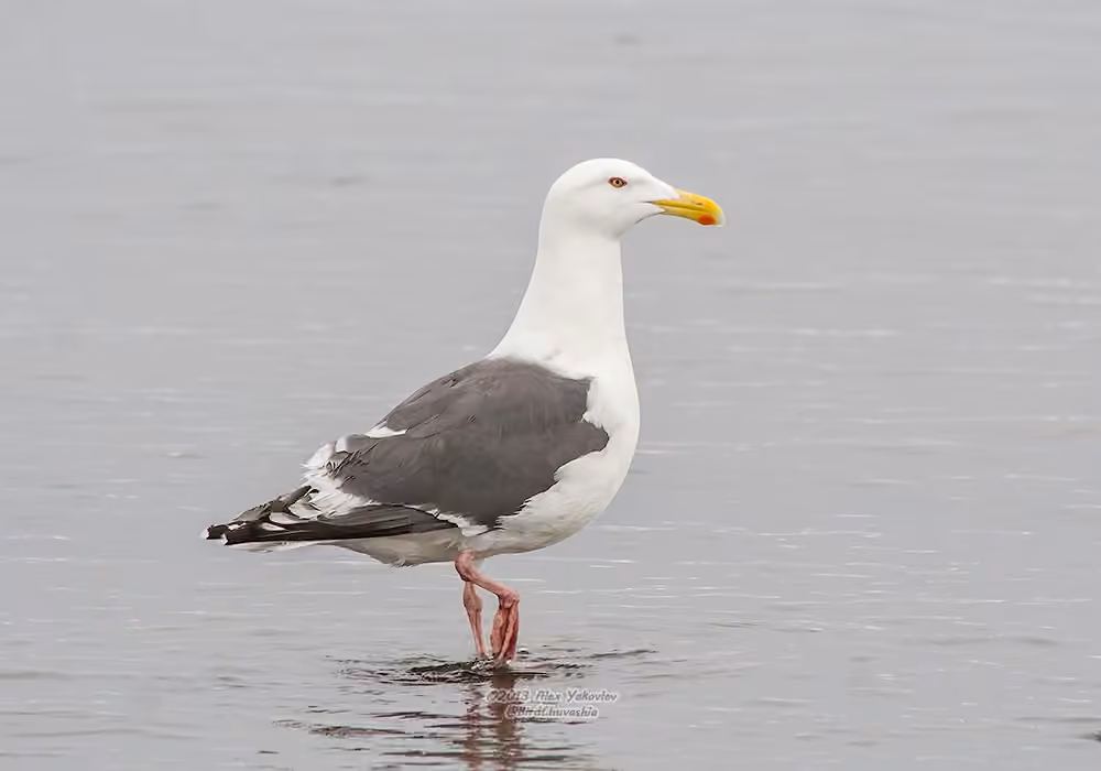 Slaty-backed Gull, photo 1 of 5