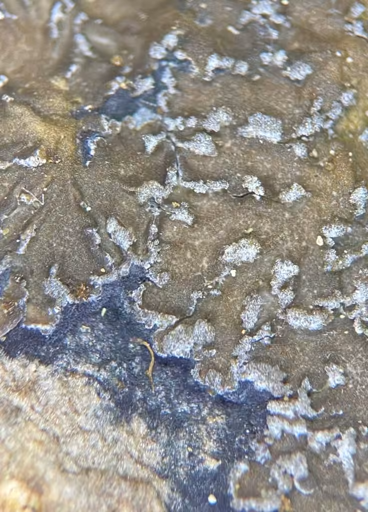 Powdery shingle lichen