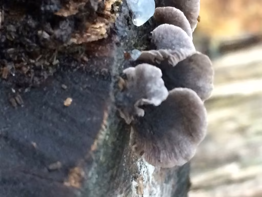 Resupinatus alboniger