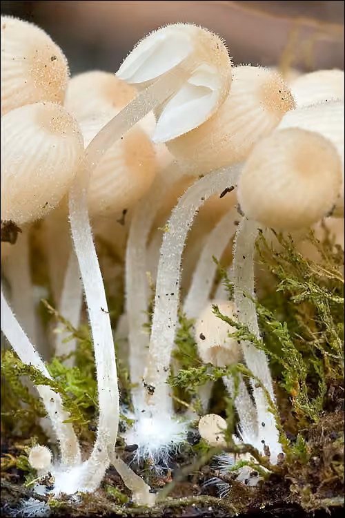 Fairy Inkcap, photo 3 of 5