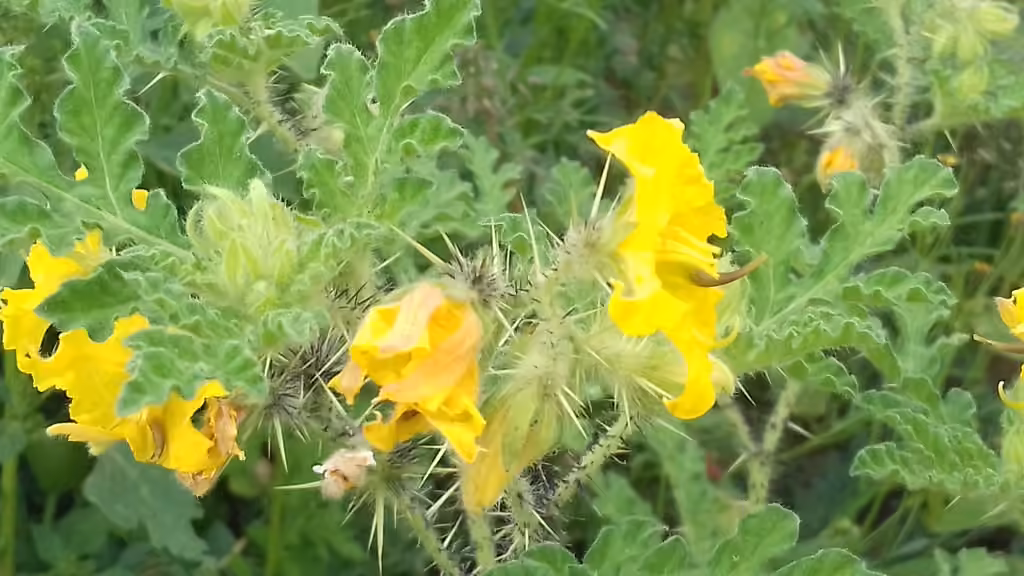 Morelle rostrée, En fleurs