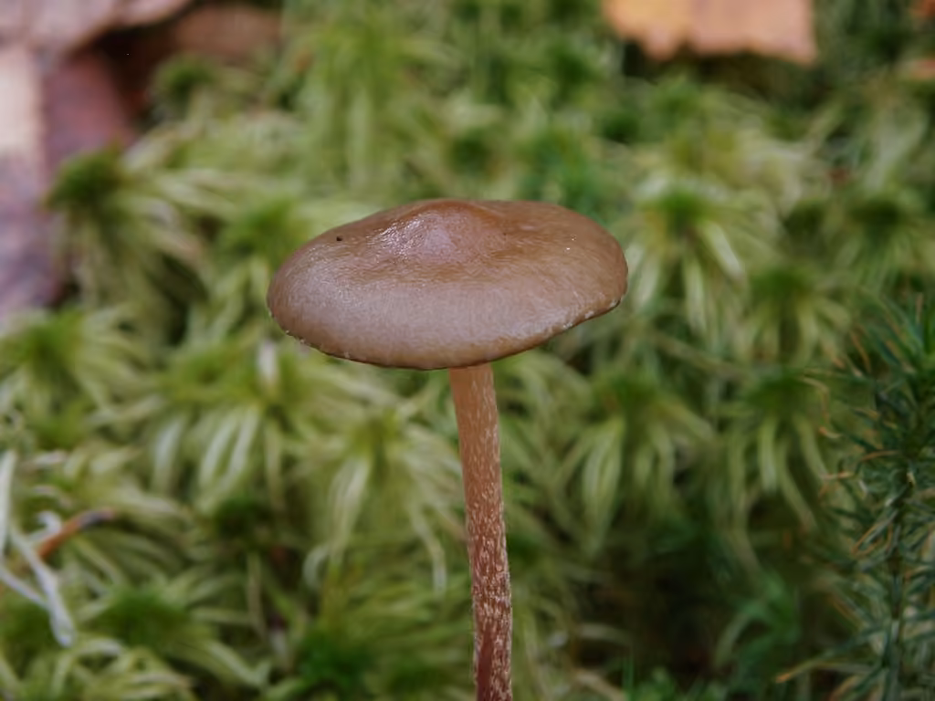 Hypholome myosotis, photo 1 sur 5