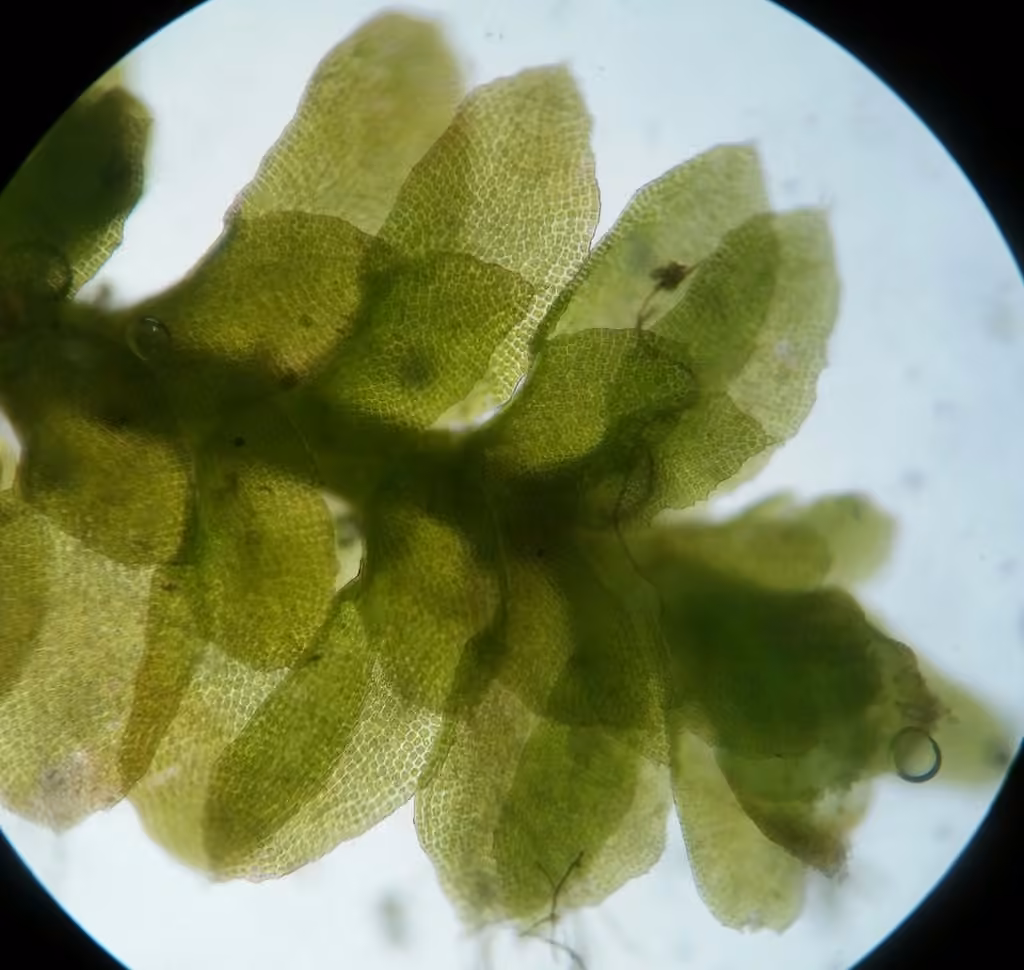 Sharp-pointed Earwort, photo 3 of 5