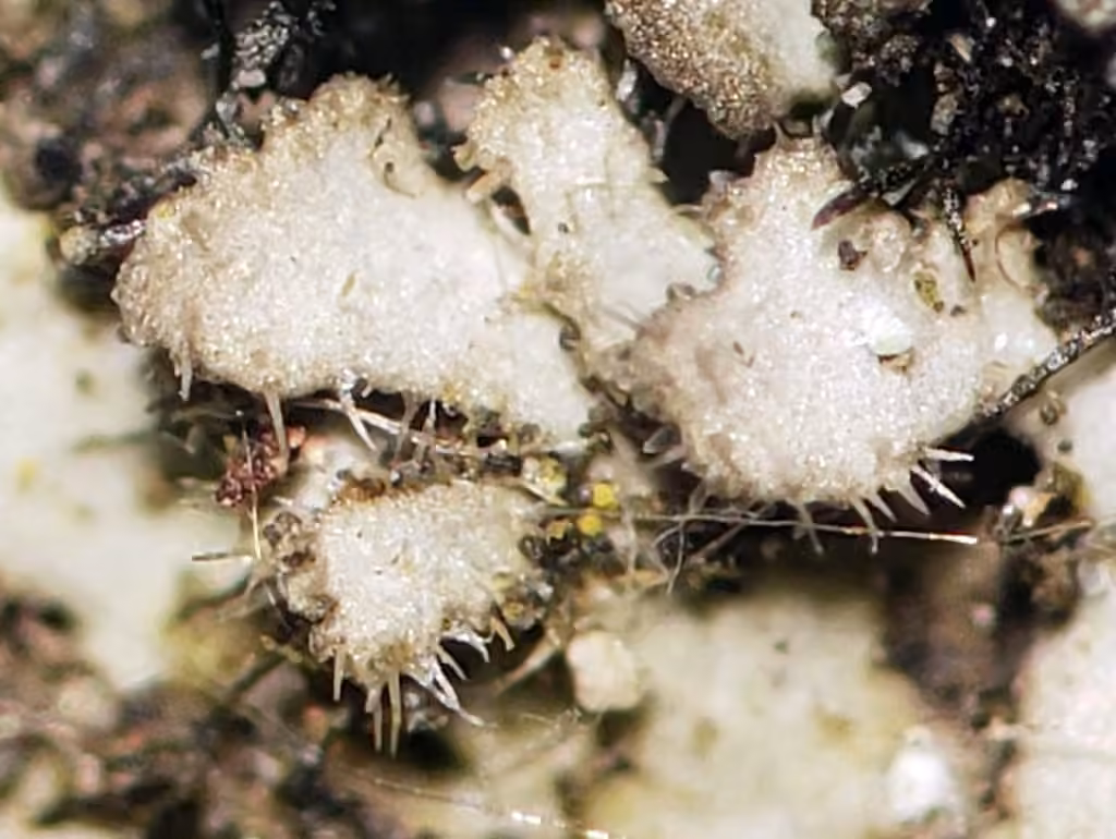 Phéophyscie hirsute, photo 1 sur 5