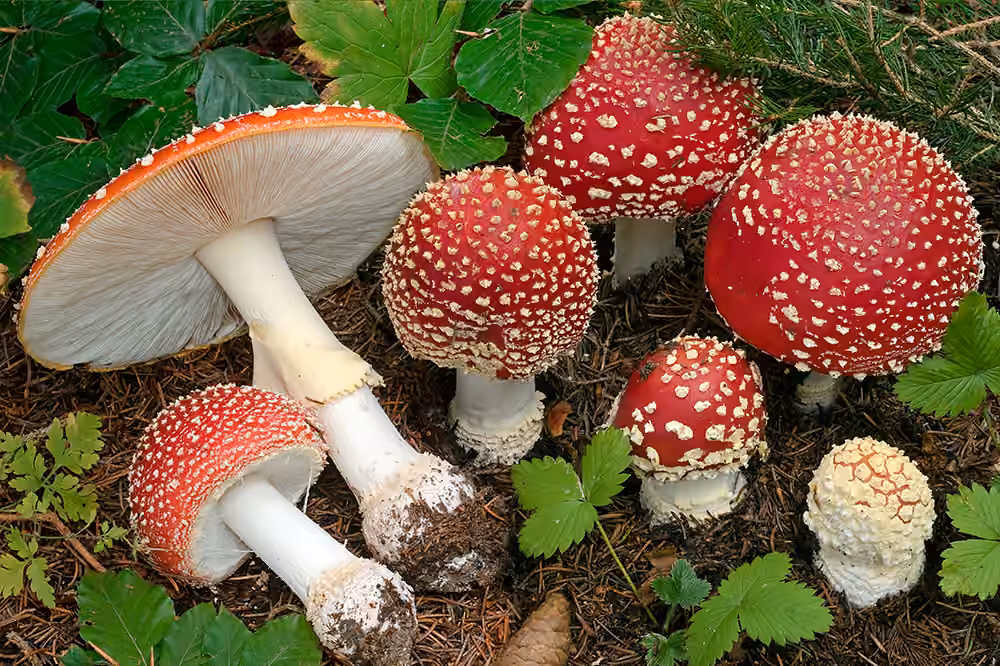 Amanite tue-mouches