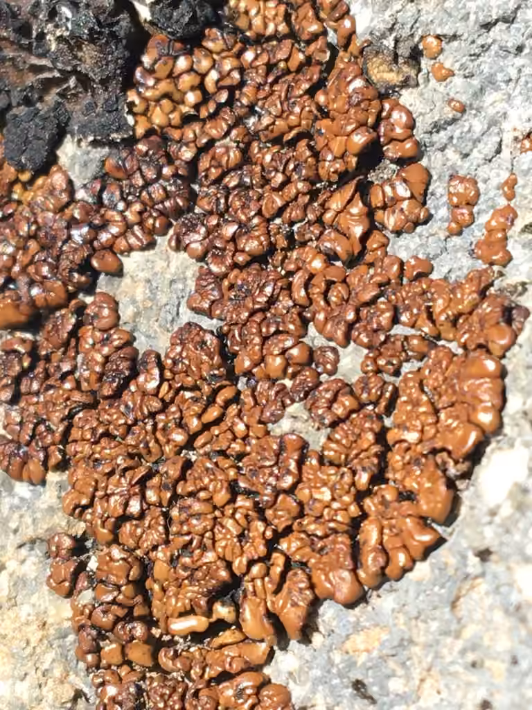 Brown Tile Lichen, photo 2 of 5