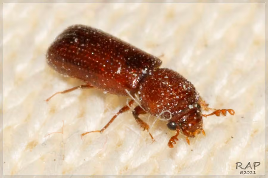 Lesser grain borer, photo 2 of 5
