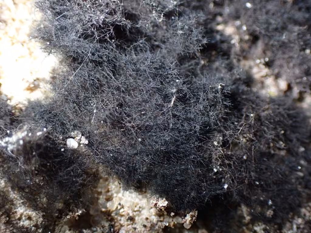 Velvet Lichen, photo 3 of 5