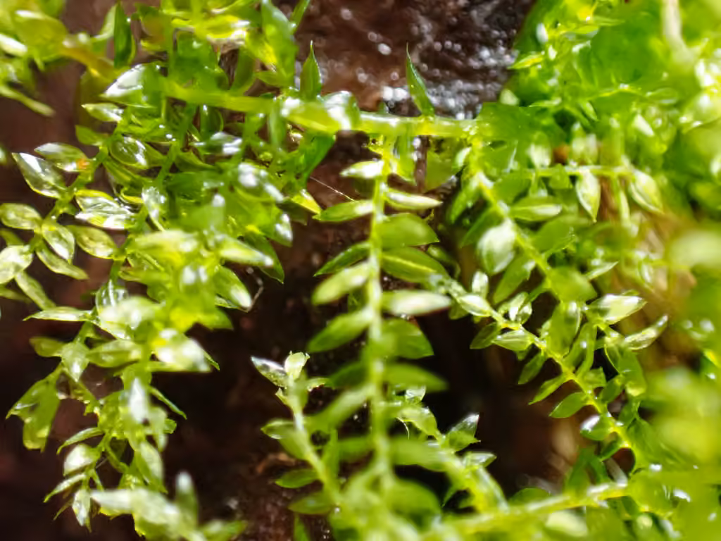 Swartz's Feather-moss, photo 3 of 5