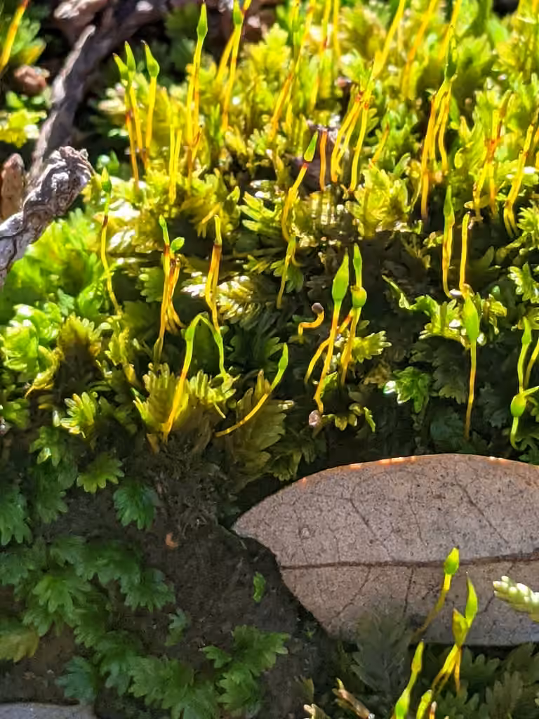 Obtuseleaf fissidens moss, photo 2 of 5