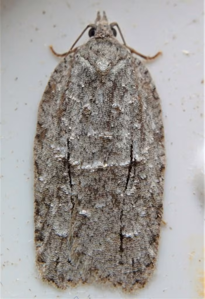 Black-lined Acleris, Adult