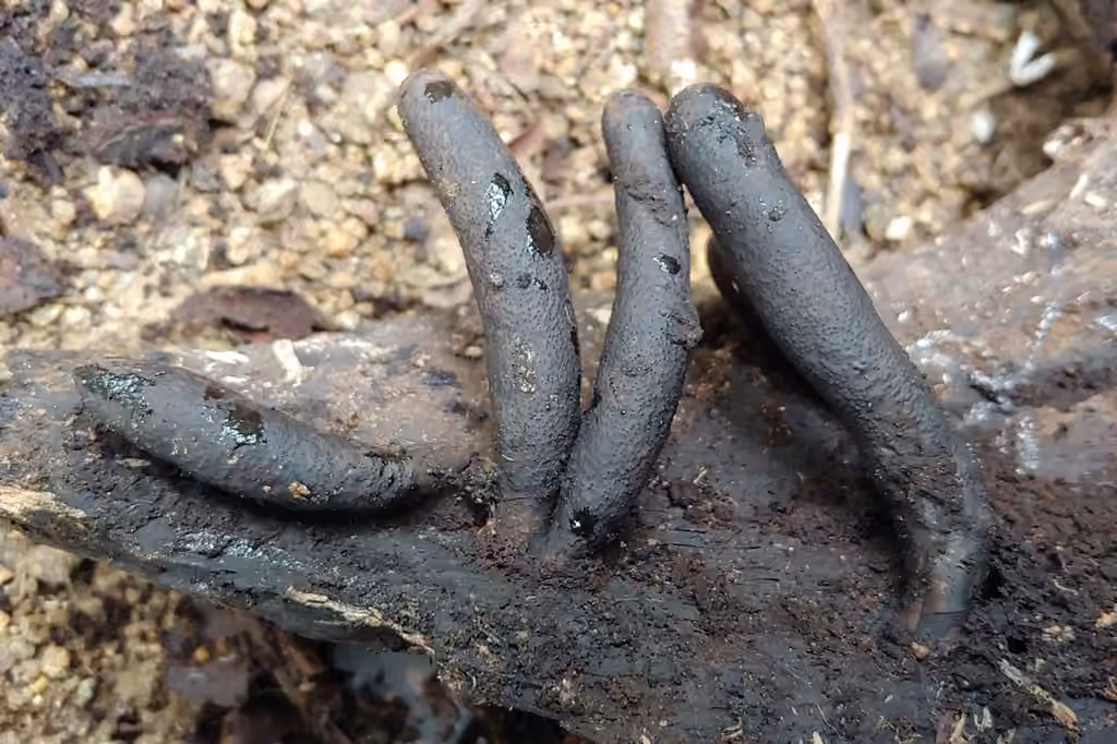 Xylaria flabelliformis, photo 2 of 5