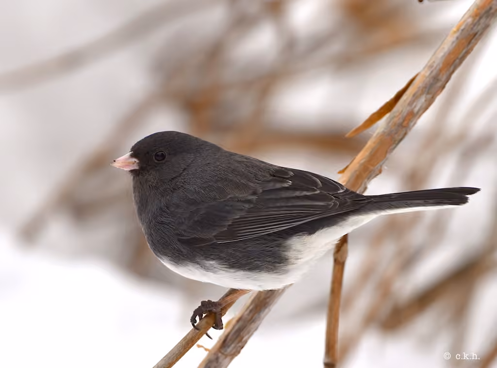 Junco ardoisé, photo 1 sur 5