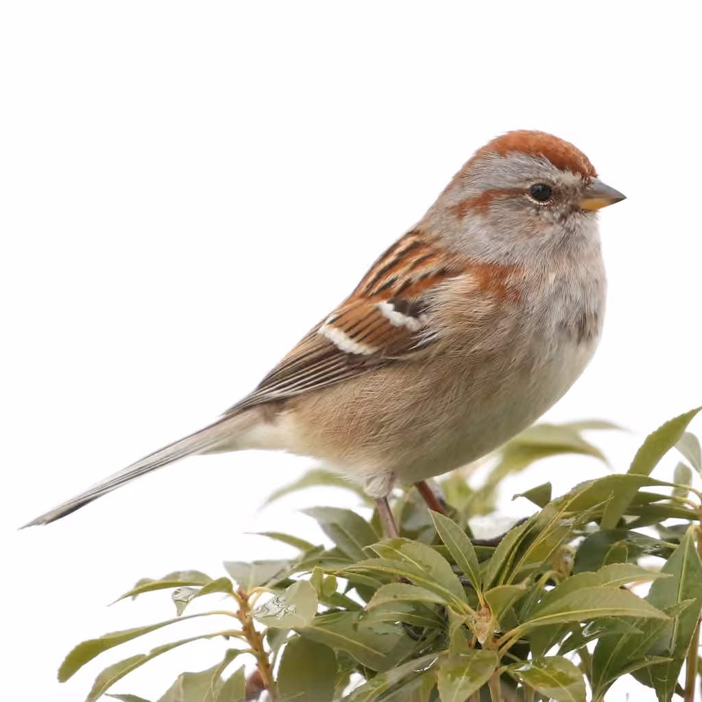 American Tree Sparrow, photo 2 of 5