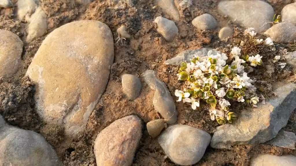 Creeping sandwort, photo 3 of 5