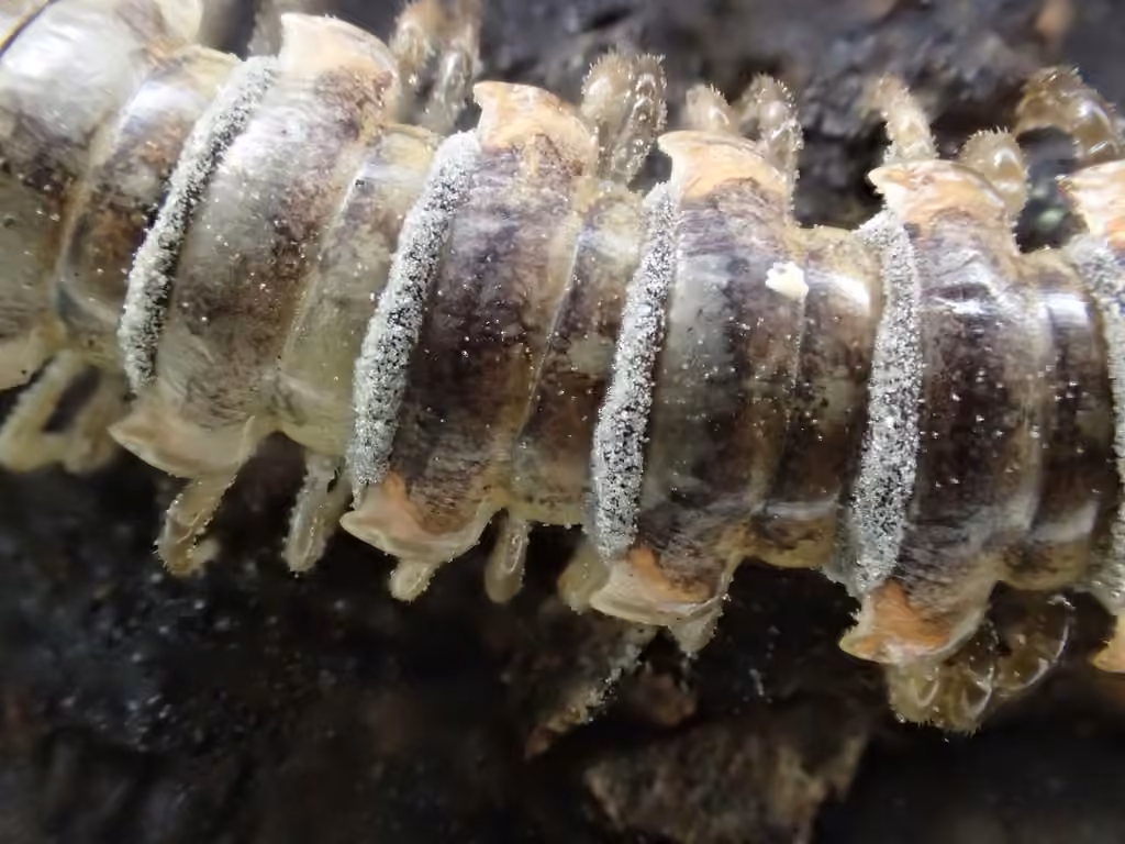 Arthrophaga myriapodina, photo 3 sur 5