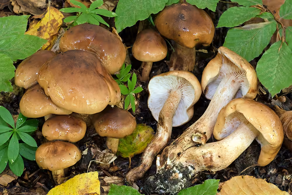 Tricholome brûlé, photo 1 sur 5
