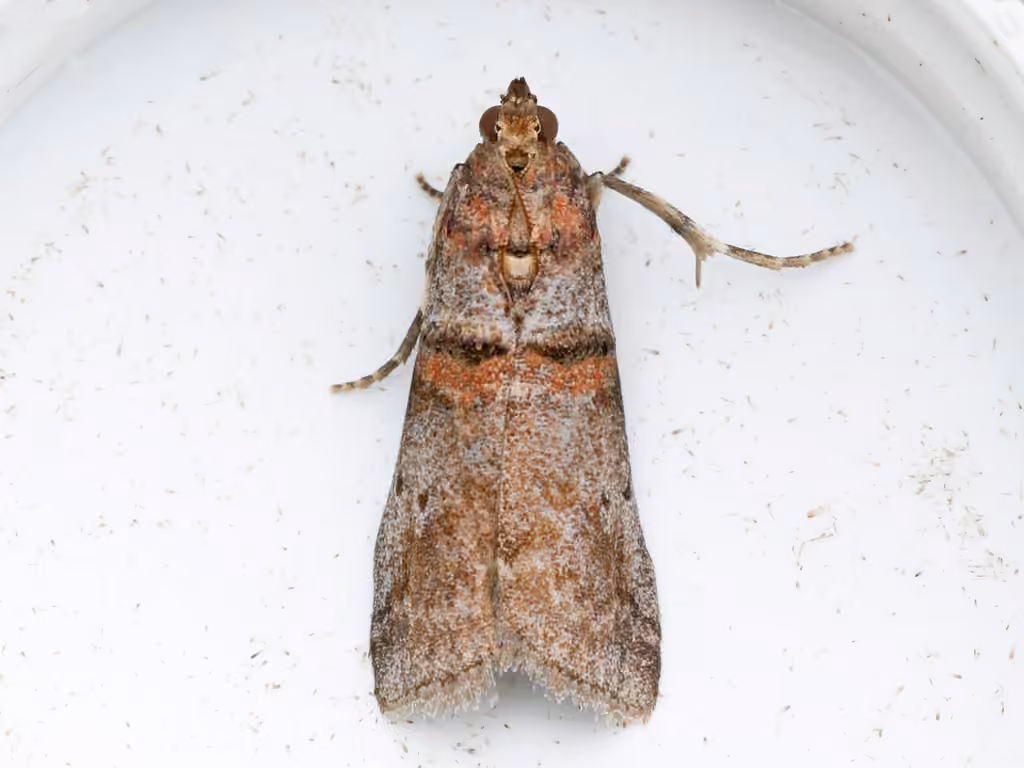 Alder Tubemaker Moth, Adult