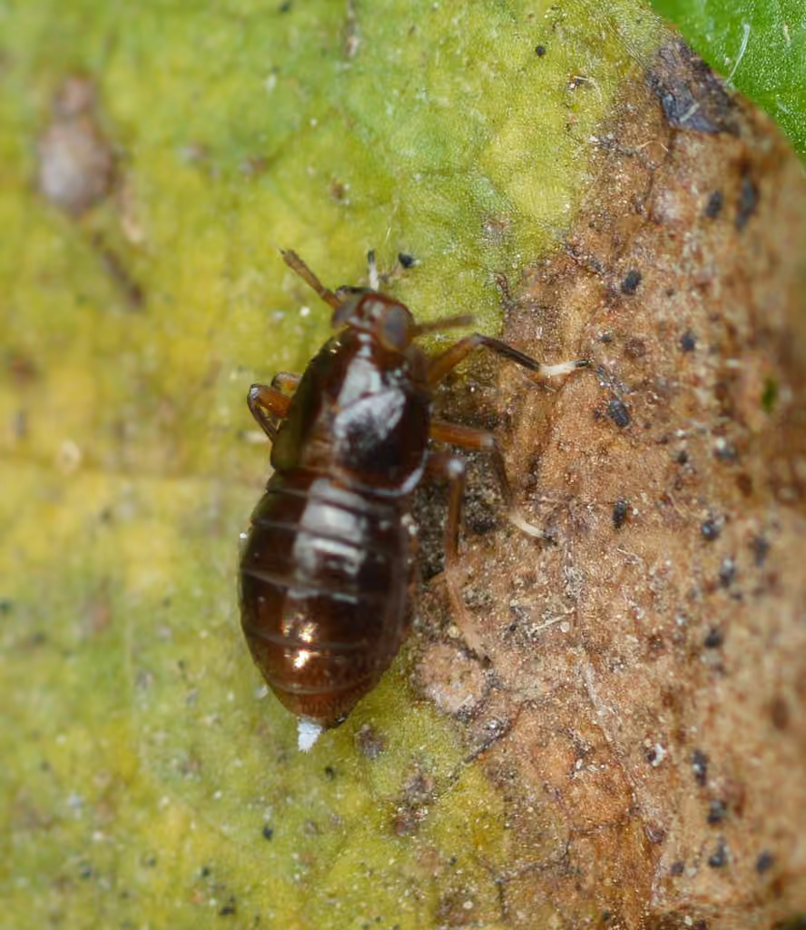 Pissonotus marginatus