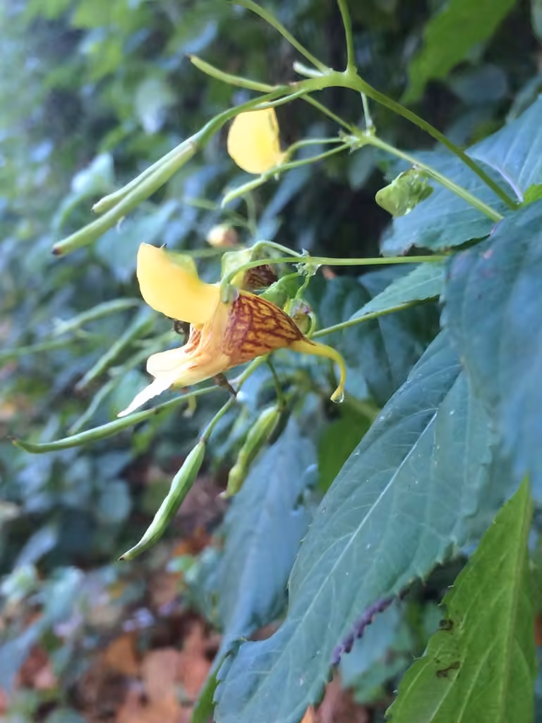 Yellow Kashmir Balsam, photo 1 of 3