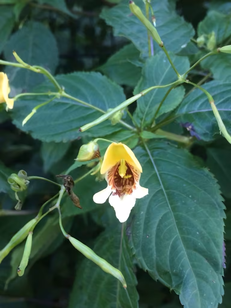 Yellow Kashmir Balsam, photo 2 of 3