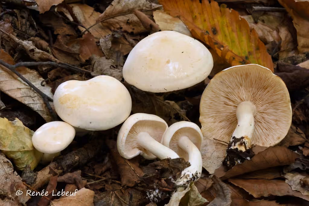 Tricholome blanc des bouleaux, photo 3 sur 5