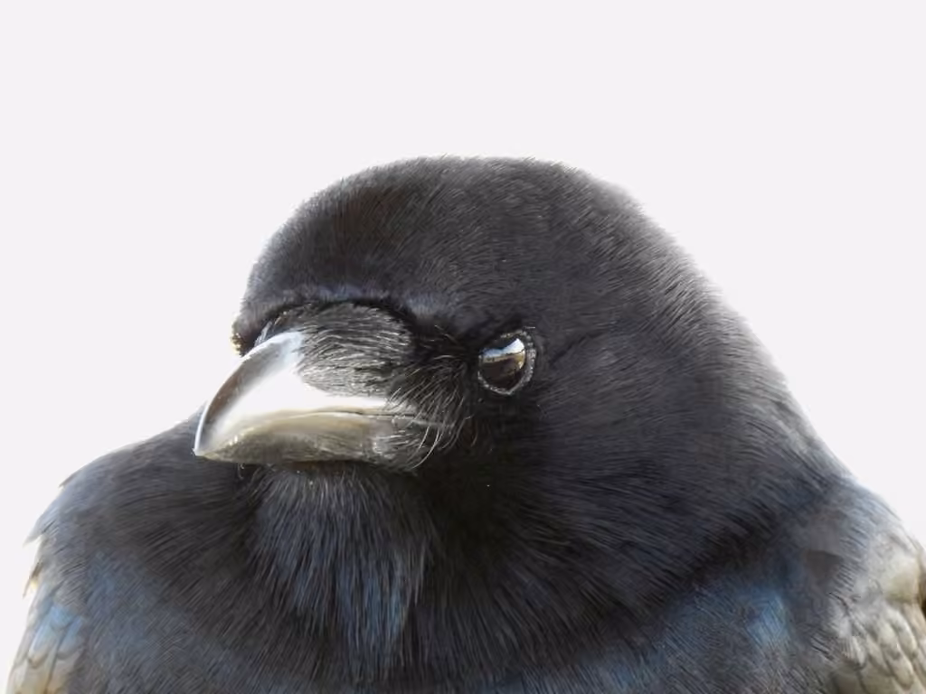 Fish Crow, Adult