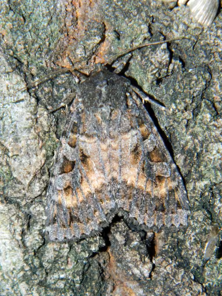 Great Brown Dart, Adulte