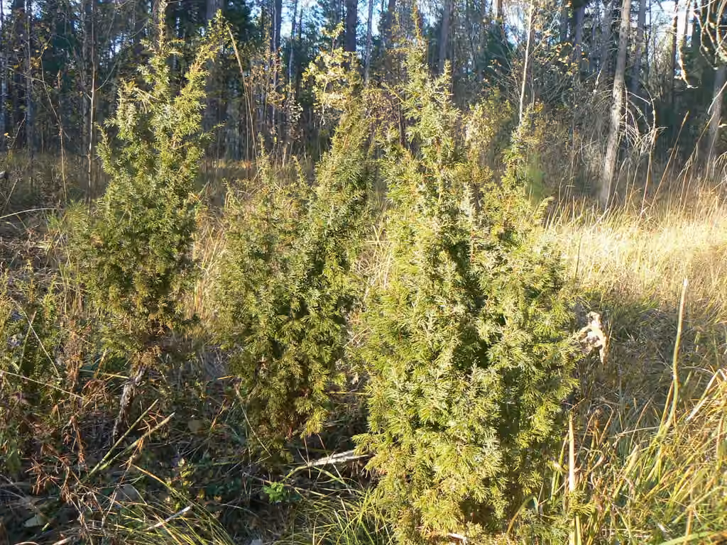 Common juniper, photo 2 of 5