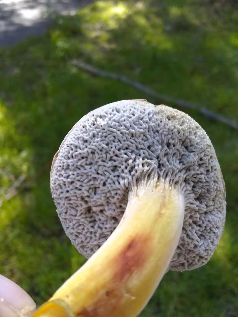 Hypomyces microspermus, photo 3 sur 5