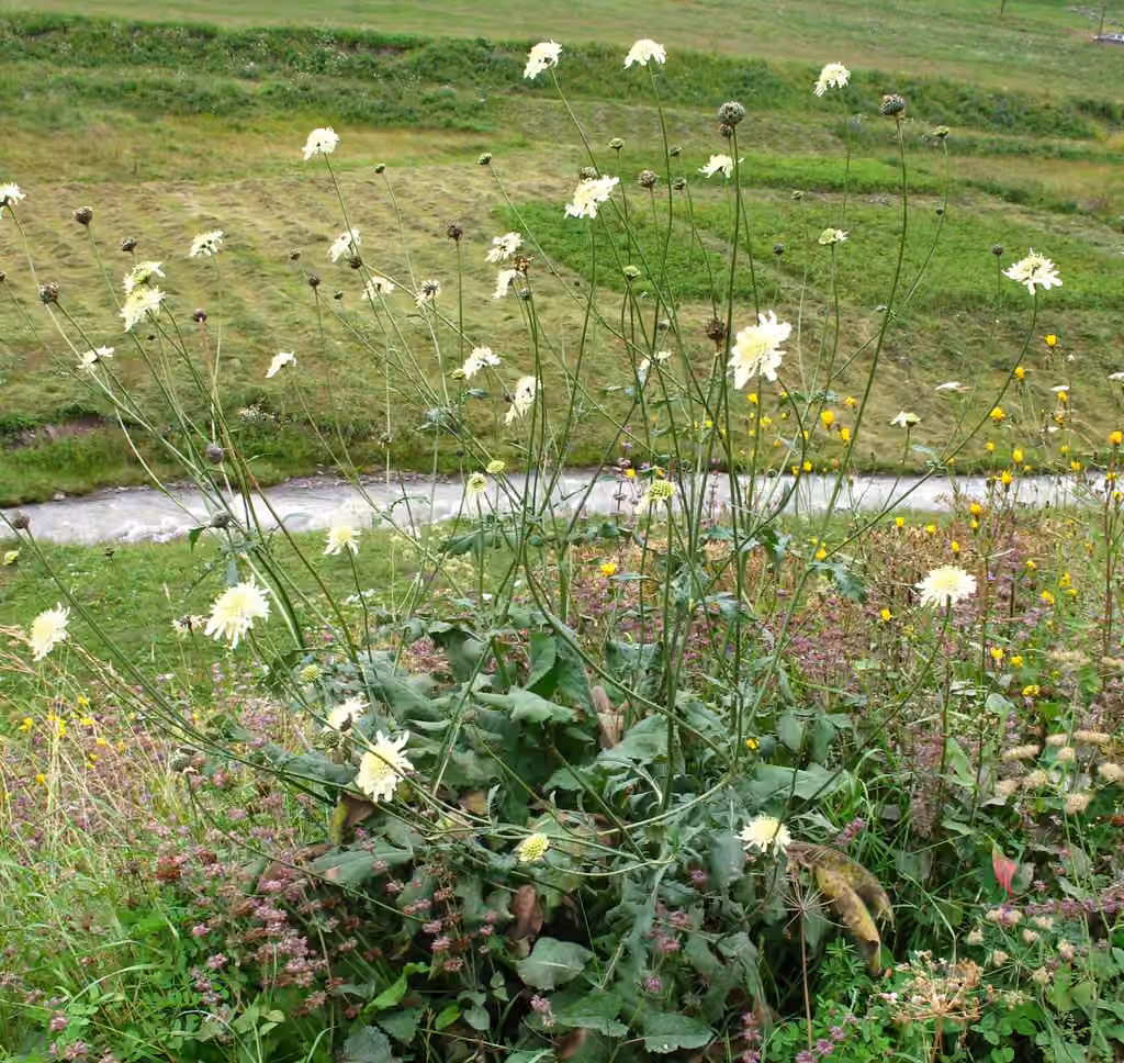 Tatarian cephalaria, photo 3 of 5