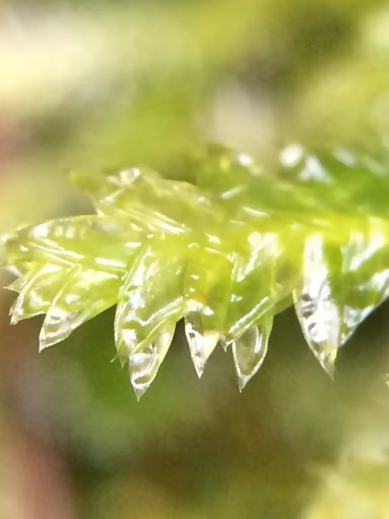 Satinette denticulée, photo 2 sur 5