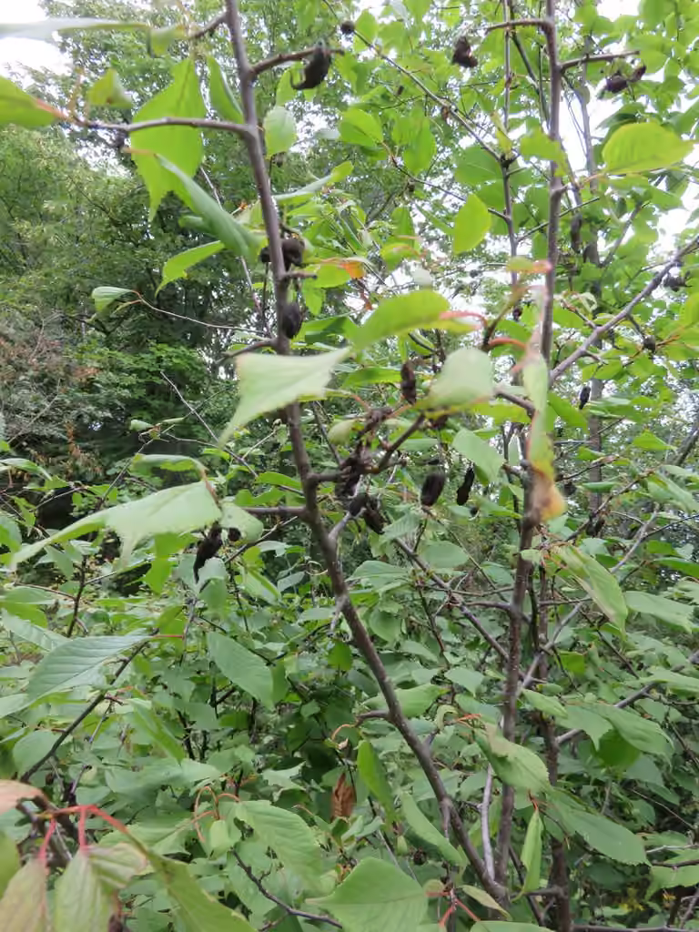 Taphrina communis, photo 3 of 5