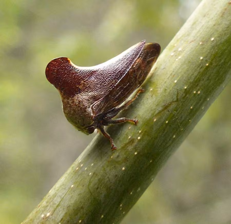 Glossonotus univittatus, photo 3 sur 5