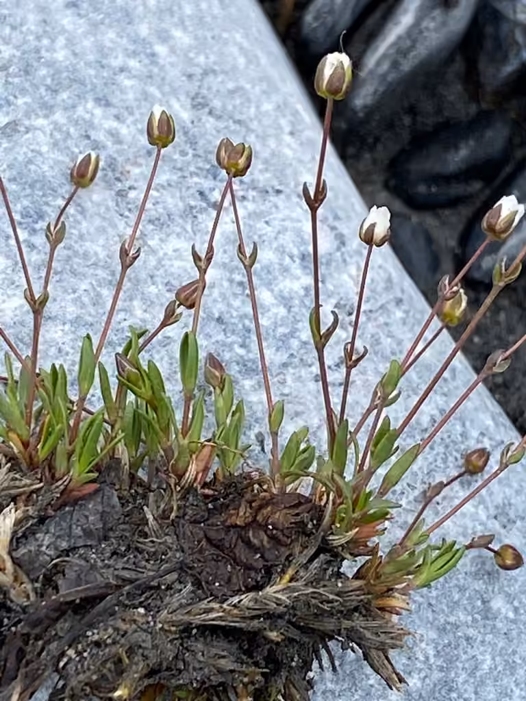 Bog sandwort