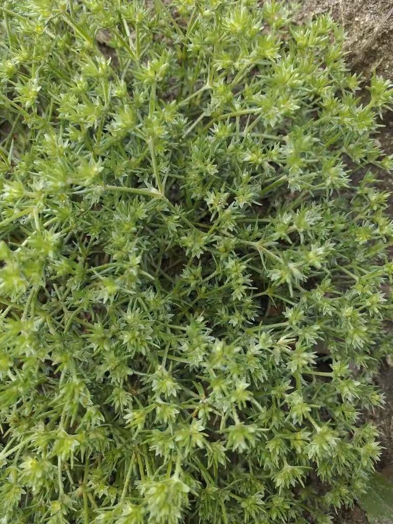 Scléranthe annuel