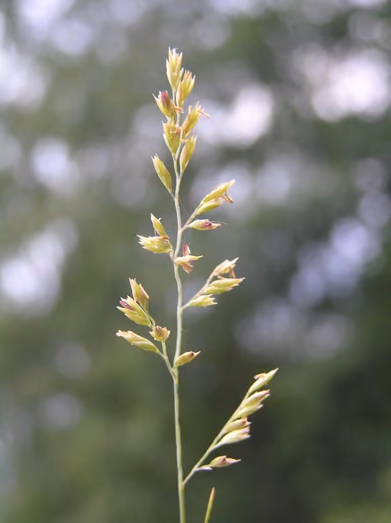 Hair fescue, photo 1 of 5