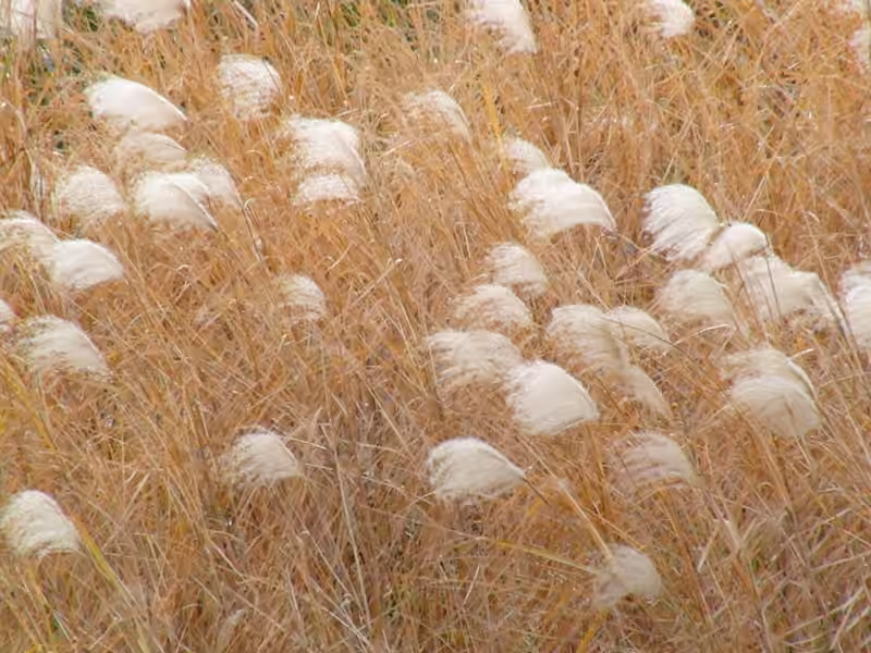 Miscanthus commun, photo 1 sur 5