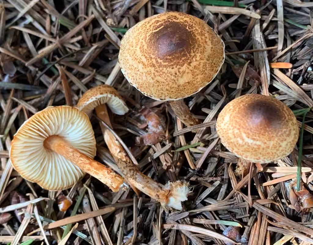 Chestnut Dapperling, photo 3 of 5