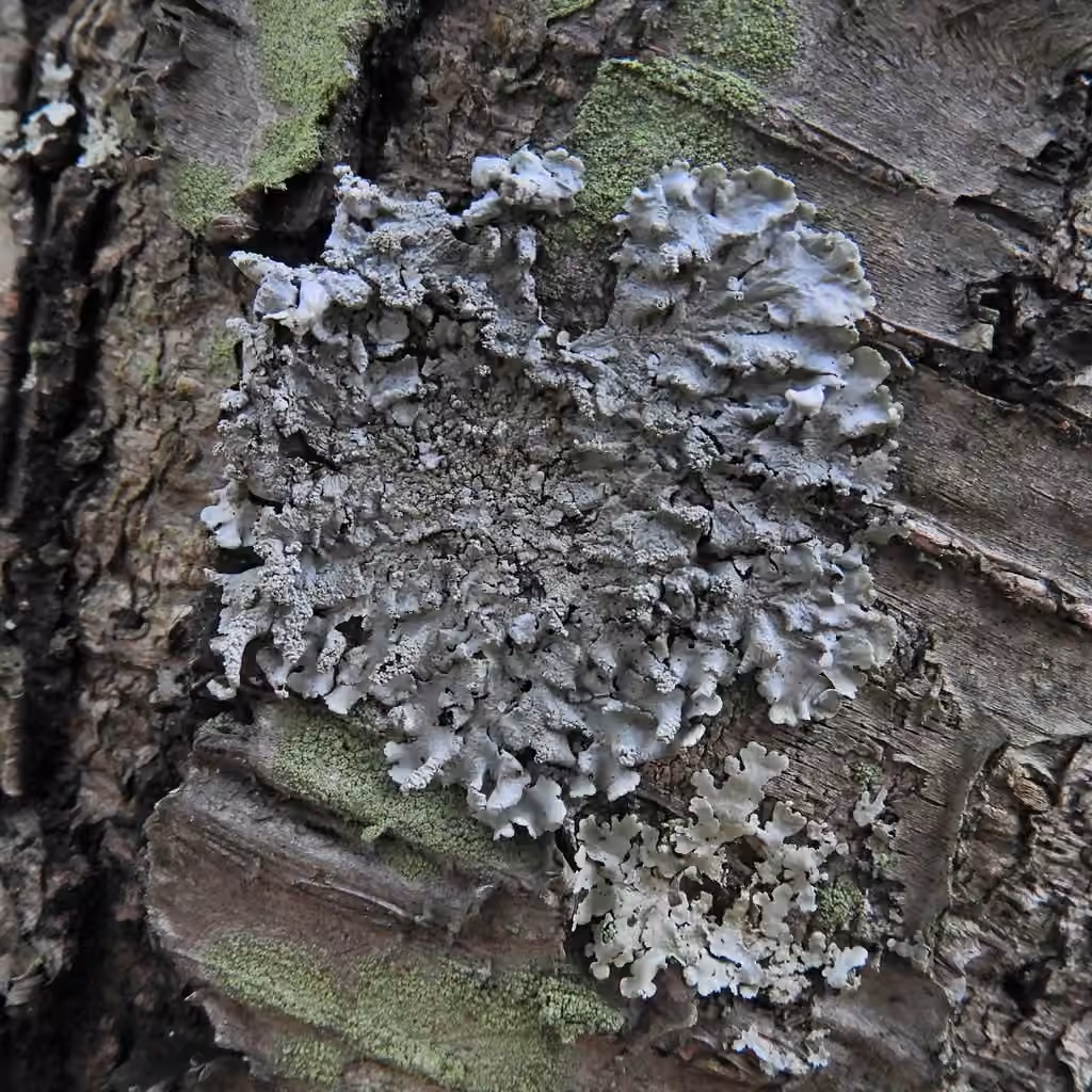 Showman's Loop Lichen, photo 3 sur 5