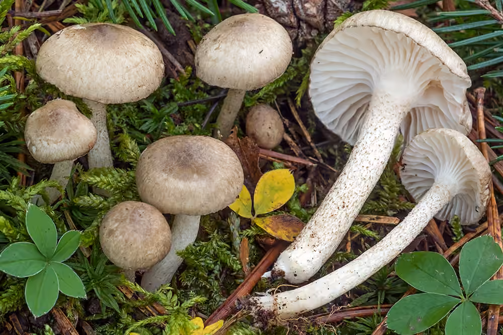 Hygrophore pustuleux, photo 1 sur 5