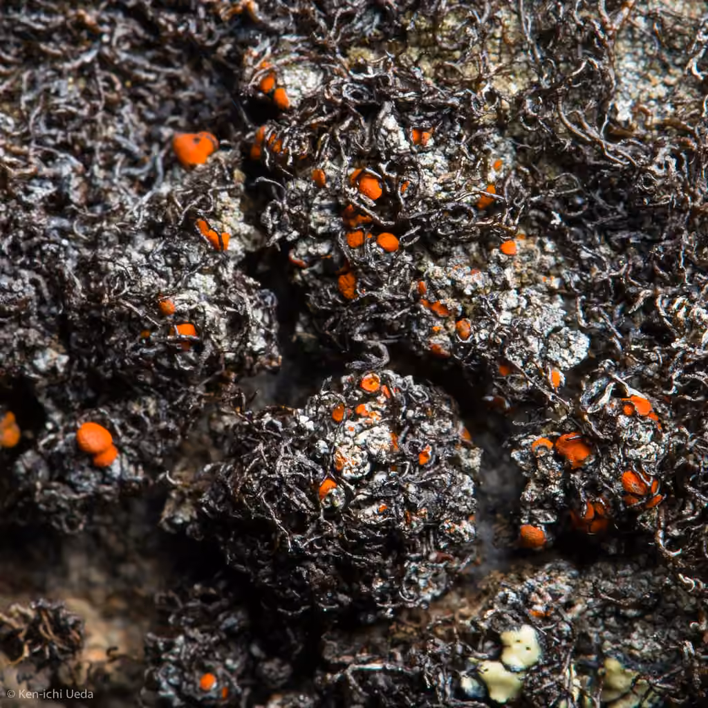 Pseudéphèbe très petit, photo 1 sur 5