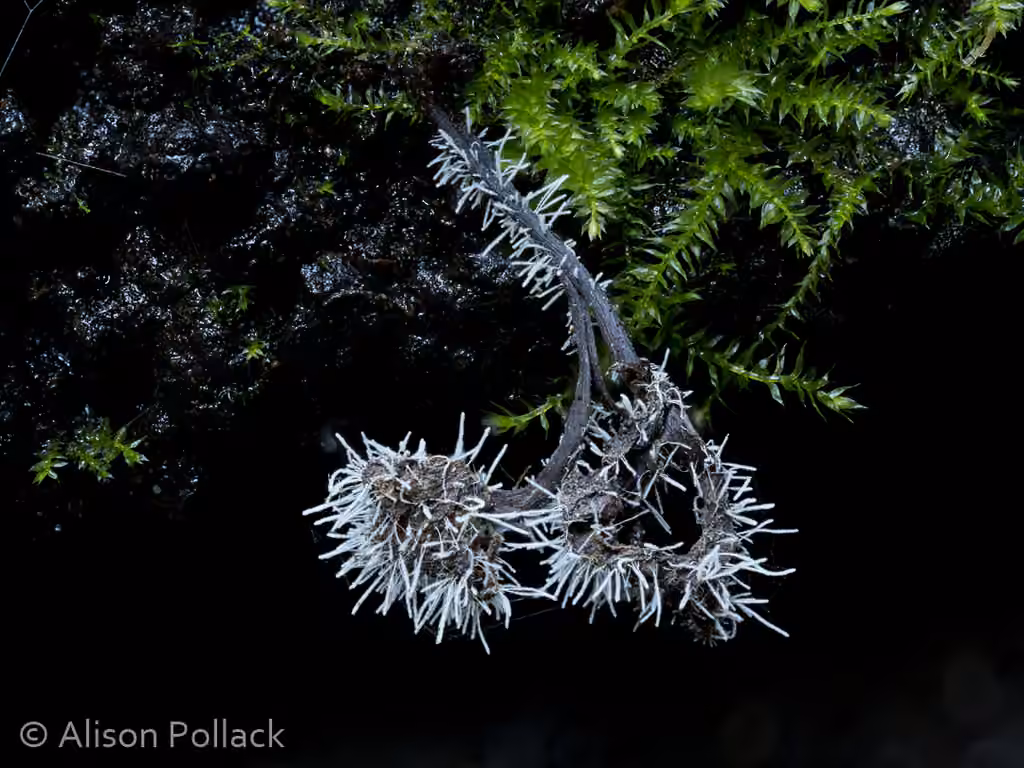 Tilachlidium brachiatum