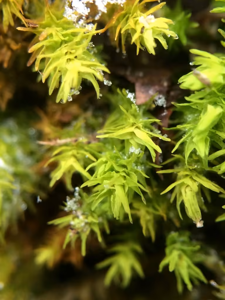 Rambling Tail-moss, photo 2 of 5
